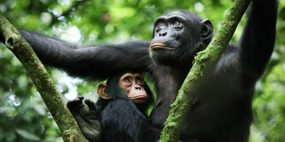 3 day chimpanzee trails & bigodi tales kibale np - Photo 9
