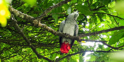 3 day chimpanzee trails & bigodi tales kibale np - Photo 3