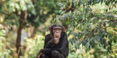 3 day chimpanzee trails & bigodi tales kibale np - Photo 8