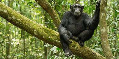 3 day chimpanzee trails & bigodi tales kibale np - Photo 6