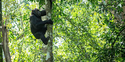 3 day chimpanzee trails & bigodi tales kibale np - Photo 10