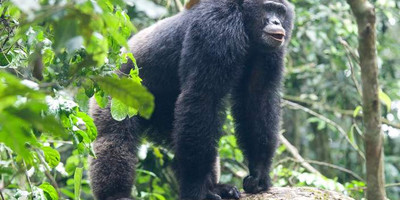 3 day chimpanzee trails & bigodi tales kibale np - Photo 4