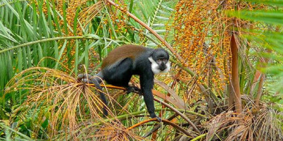 3 day chimpanzee trails & bigodi tales kibale np - Photo 2