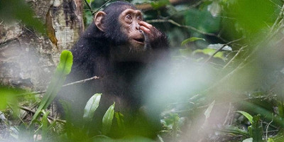 3 day chimpanzee trails & bigodi tales kibale np - Photo 5