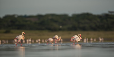 3-day classic tanzania safari: tarangire & ngorongoro - Photo 1