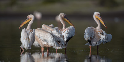 3-day classic tanzania safari: tarangire & ngorongoro - Photo 4