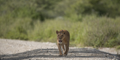 3-day classic tanzania safari: tarangire & ngorongoro - Photo 2