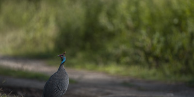 3-day classic tanzania safari: tarangire & ngorongoro - Photo 5
