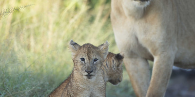 3-day classic tanzania safari: tarangire & ngorongoro - Photo 3