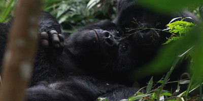 3-day gorilla trekking in bwindi & community batwa walk - Photo 4
