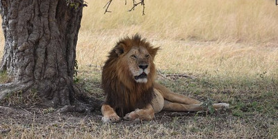 3 days - taste of kenya (maasai mara) - Photo 2