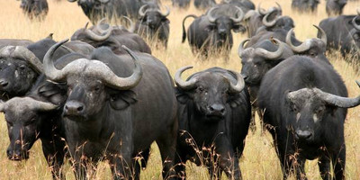 3 days - taste of kenya (maasai mara) - Photo 3