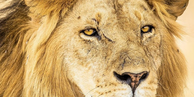 3 day mikumi luxury tented camps safari - Photo 7