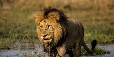 3 day queen elizabeth national park wildlife safari uganda - Photo 1