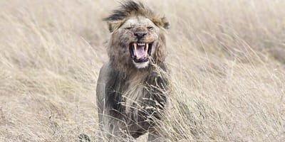 3 day queen elizabeth national park wildlife safari uganda - Photo 2
