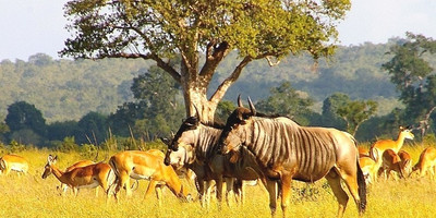 3-Day Short Budget Safari - Photo 2