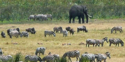 3-Day Short Budget Safari - Photo 1
