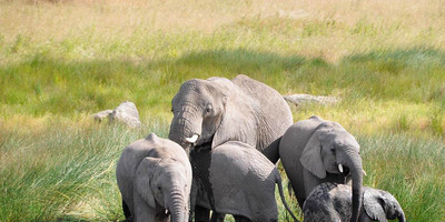 Tarangire, ngorongoro & lake manyara | 3 day - Photo 4