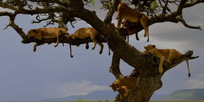 3-day tarangire, ngorongoro & manyara best tour & safari - Photo 3