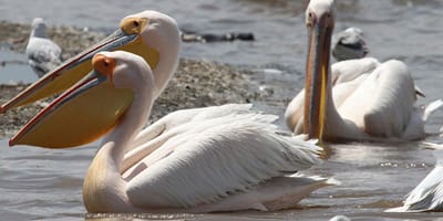 3-day tarangire, ngorongoro & manyara best tour & safari - Photo 2