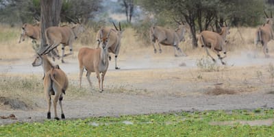 3 days, 2 nights amboseli national park safari from nairobi: - Photo 1