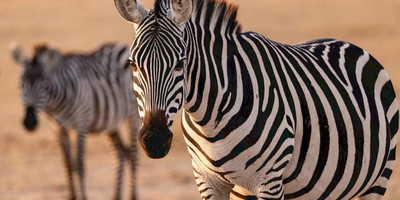 3 days, 2 nights amboseli national park safari from nairobi: - Photo 2