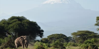 3 days, 2 nights amboseli national park safari from nairobi: - Photo 5