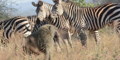 3 days, 2 nights amboseli national park safari from nairobi: - Photo 3