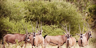 3 days, 2 nights amboseli national park safari from nairobi: - Photo 2