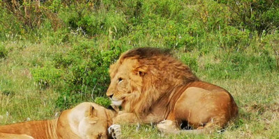3 days 2 nights masai mara group safari - Photo 5