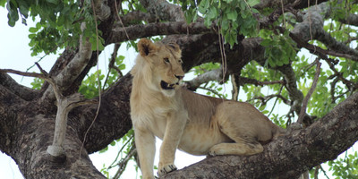 3 days 2 nights masai mara group safari - Photo 4