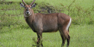 3 days 2 nights masai mara group safari - Photo 7