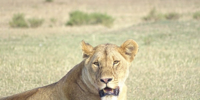 3 days 2 nights masai mara group safari - Photo 2