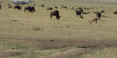 3 days 2 nights masai mara group safari - Photo 1