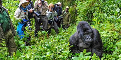 3 days 2 nights uganda gorrila safari - Photo 5