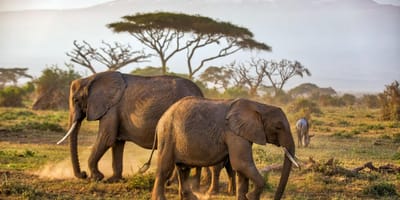 3 days amboseli budget safari - Photo 6
