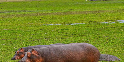 3 days amboseli budget safari - Photo 5