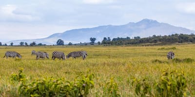 3 days amboseli budget safari - Photo 7