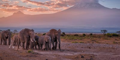 3 days amboseli budget safari - Photo 8