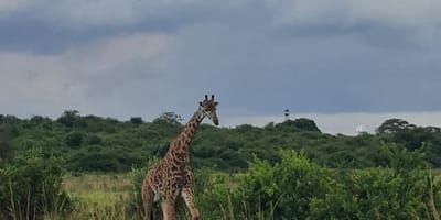 3 days amboseli budget safari - Photo 9