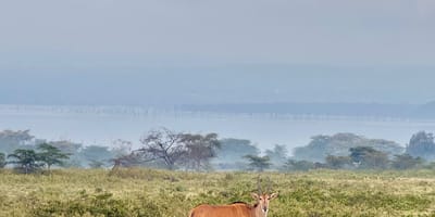 3 days amboseli budget safari - Photo 10
