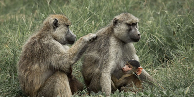 3 days amboseli fly-in package - Photo 4