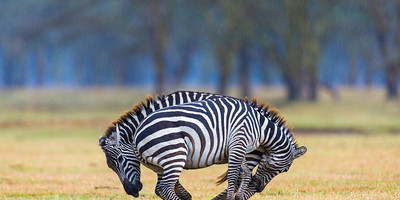 3 days amboseli fly-in package - Photo 7