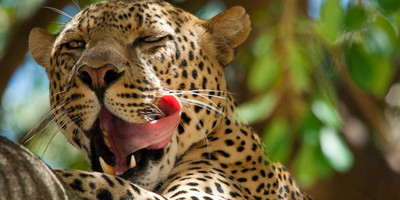3 days amboseli fly-in package - Photo 2