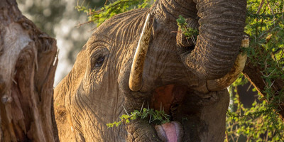 3 days amboseli fly-in package - Photo 5