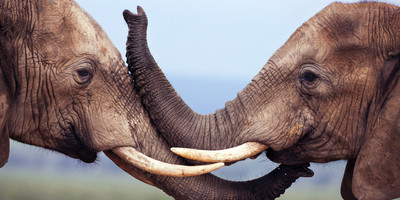 3 days amboseli fly-in package - Photo 10