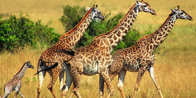 3 days amboseli fly-in package - Photo 9
