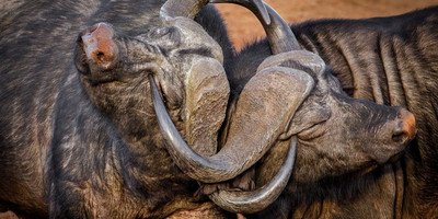 3 days amboseli fly-in package - Photo 6