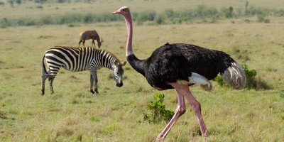 3 days amboseli fly-in package - Photo 8