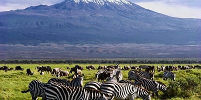 3 days amboseli safari - Photo 5